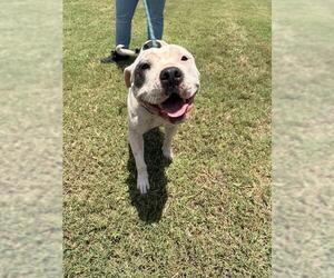 American Pit Bull Terrier-Unknown Mix Dogs for adoption in Corpus Christi, TX, USA