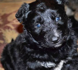 Shepradors Dogs for adoption in Danbury, CT, USA
