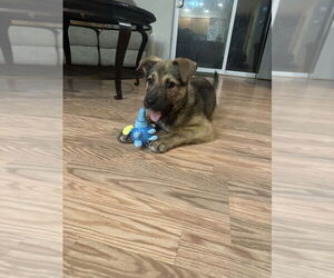 Mutt Dogs for adoption in Bellingham, WA, USA