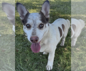 Mutt Dogs for adoption in Newport Beach, CA, USA