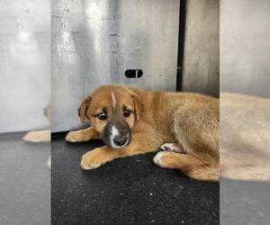 German Shepherd Dog-Unknown Mix Dogs for adoption in San Antonio, TX, USA