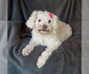 Poodle (Miniature) Dogs for adoption in Albuquerque, NM, USA