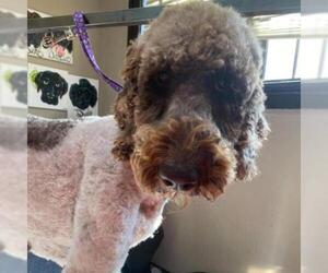 Poodle (Standard) Dogs for adoption in Evansville, IN, USA