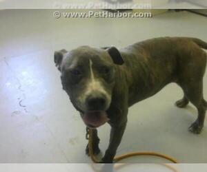 Staffordshire Bull Terrier Dogs for adoption in Corpus Christi, TX, USA
