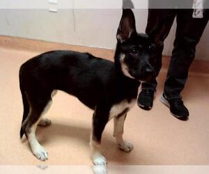 Dutch Shepherd -Siberian Husky Mix Dogs for adoption in Martinez, CA, USA