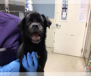 Chihuahua-Unknown Mix Dogs for adoption in Riverside, CA, USA