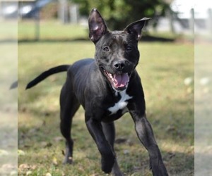American Pit Bull Terrier-Labrador Retriever Mix Dogs for adoption in Wilmington, NC, USA