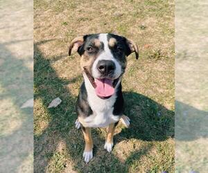 American Bulldog-Collie Mix Dogs for adoption in Toronto, Ontario, Canada