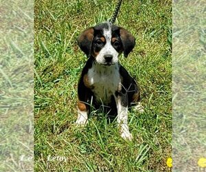 Beagle-Unknown Mix Dogs for adoption in New Smyrna Beach, FL, USA