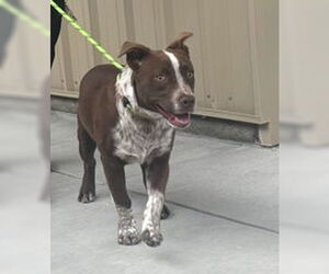 Australian Kelpie Dogs for adoption in Salinas, CA, USA