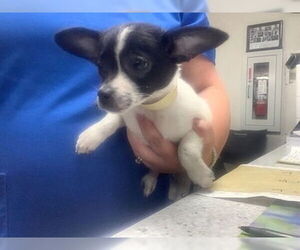 Rat-Cha Dogs for adoption in Oak Bluffs, MA, USA