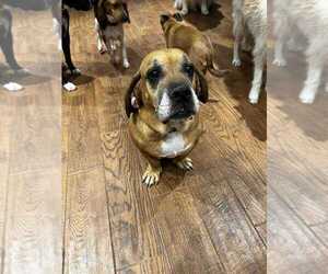 Basset Hound-Unknown Mix Dogs for adoption in Vail, AZ, USA