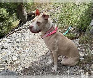 American Pit Bull Terrier-Unknown Mix Dogs for adoption in Las Vegas, NV, USA