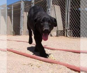 Border-Aussie Dogs for adoption in Golden Valley, AZ, USA