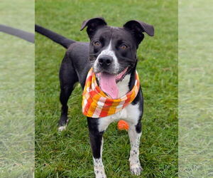 Labrador Retriever-Unknown Mix Dogs for adoption in Rootstown, OH, USA