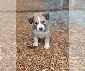 Siberian Husky-Unknown Mix Dogs for adoption in Bellingham, WA, USA