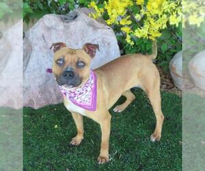 Boxer-Unknown Mix Dogs for adoption in Oklahoma City, OK, USA