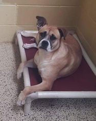 Boxer Dogs for adoption in Rockaway, NJ, USA