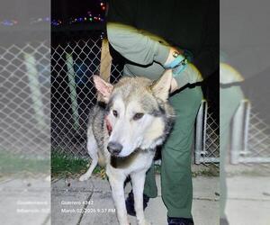 Siberian Husky-Unknown Mix Dogs for adoption in San Antonio, TX, USA