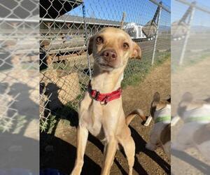 Chihuahua-Unknown Mix Dogs for adoption in Yreka, CA, USA