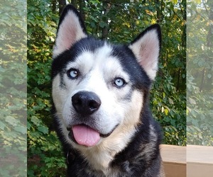 Siberian Husky Dogs for adoption in Cookeville, TN, USA