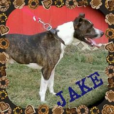 Labrador Retriever-Unknown Mix Dogs for adoption in Joplin, MO, USA