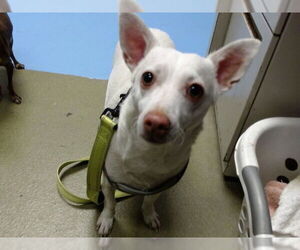 Chihuahua-Unknown Mix Dogs for adoption in Moreno Valley, CA, USA