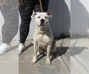 American Pit Bull Terrier Dogs for adoption in Louisville, KY, USA