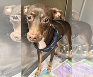 Miniature Pinscher-Unknown Mix Dogs for adoption in Royal Palm Beach, FL, USA