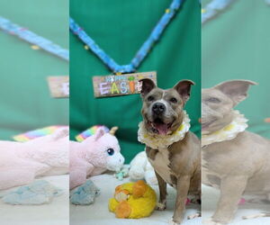 American Pit Bull Terrier-Unknown Mix Dogs for adoption in Franklin, North Carolina, NC, USA