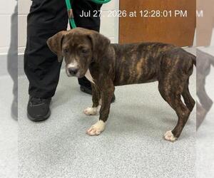American Pit Bull Terrier-Labrador Retriever Mix Dogs for adoption in Ocala, FL, USA