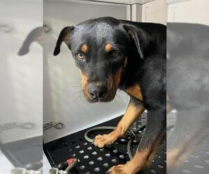 Rottweiler-Unknown Mix Dogs for adoption in Palmetto, FL, USA