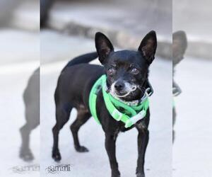 Chihuahua-Unknown Mix Dogs for adoption in Montgomery, TX, USA