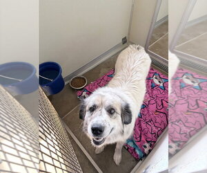 Great Pyrenees-Unknown Mix Dogs for adoption in Pierceton , IN, USA
