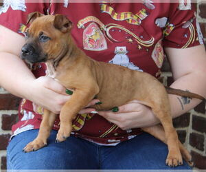 Boxer-Unknown Mix Dogs for adoption in Prattville, AL, USA
