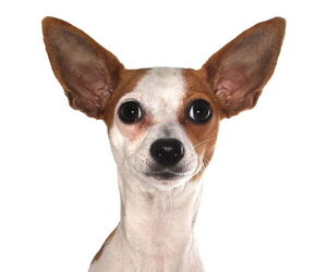 Chihuahua-Unknown Mix Dogs for adoption in Oakland Park, FL, USA