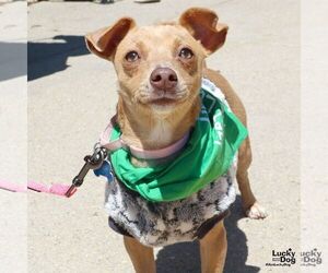 Chihuahua-Unknown Mix Dogs for adoption in Washington, DC, USA