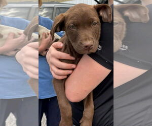 Labrador Retriever-Unknown Mix Dogs for adoption in Sanford, FL, USA
