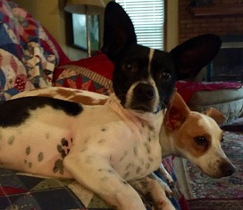 Rat Terrier Dogs for adoption in Tunica, MS, USA