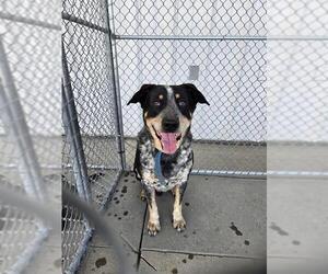 Mutt Dogs for adoption in Bakersfield, CA, USA