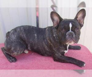 French Bulldog Dogs for adoption in Mountain View, MO, USA