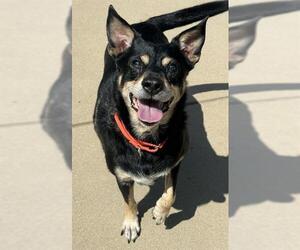 Mutt Dogs for adoption in Sacramento, CA, USA