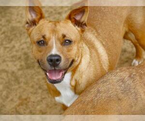 American Staffordshire Terrier-Labrador Retriever Mix Dogs for adoption in Tallahassee, FL, USA