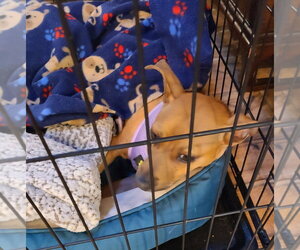 Chihuahua-Unknown Mix Dogs for adoption in Claremore, OK, USA