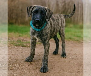 Mutt Dogs for adoption in Vail, AZ, USA