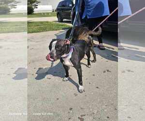 Mutt Dogs for adoption in Waterloo, IA, USA