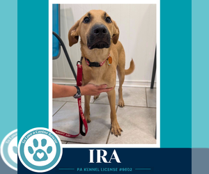 Mutt Dogs for adoption in Kimberton, PA, USA