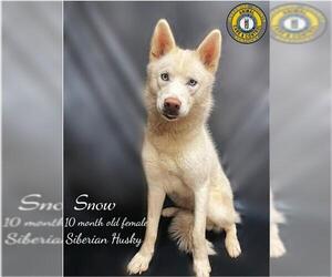 Siberian Husky Dogs for adoption in Nicholasville, KY, USA