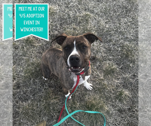 American Pit Bull Terrier-Unknown Mix Dogs for adoption in Boston, MA, USA