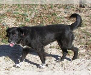 Border Collie-Unknown Mix Dogs for adoption in Camden, SC, USA